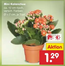 Netto Marken-Discount Mini kalanchoe Angebot