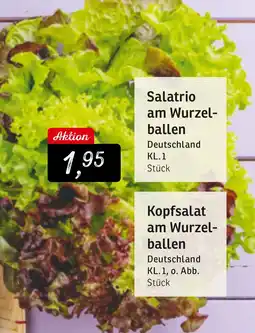 KONSUM Salatrio am Wurzel- ballen o. Kopfsalat am Wurzel- ballen Angebot