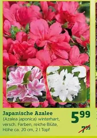 Pflanzen Kölle Japanische Azalee Angebot