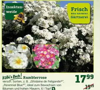 Pflanzen Kölle Kölle's Beste! Ramblerrose Angebot