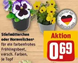 REWE Stiefmütterchen oder Hornveilchen Angebot