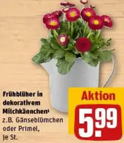 REWE Frühblüher in dekorativem Milchkännchen Angebot