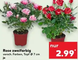 Kaufland Rose zweifarbig Angebot