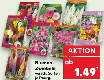 Kaufland Blumen-Zwiebeln Angebot