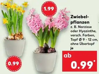 Kaufland Zwiebelpflanzen Angebot