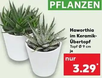 Kaufland Haworthia im Keramik Übertopf Angebot