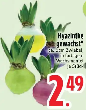 Edeka Hyazinthe gewachst Angebot