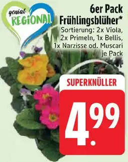 Edeka 6er Pack Frühlingsblüher Angebot