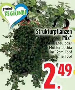 Edeka Strukturpflanzen Mix Angebot