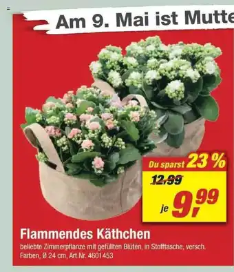 toom Baumarkt Flammendes Käthchen Angebot