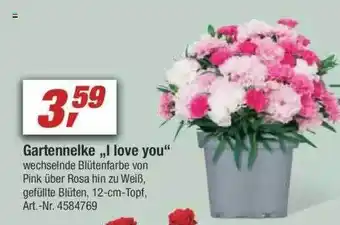 toom Baumarkt Gartennelke „I Love You” Angebot