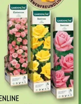 Aldi Nord Gardenline Edelrose Angebot