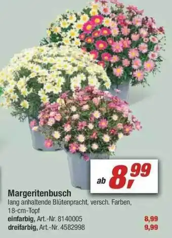 toom Baumarkt Margeritenbusch Angebot