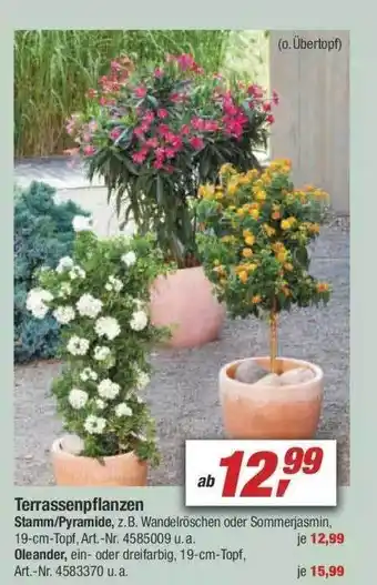 toom Baumarkt Terrassenpflanzen Angebot