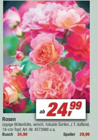 toom Baumarkt Rosen Angebot