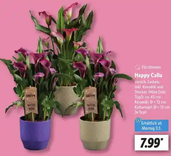 Lidl Happy Calla Angebot