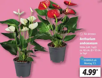 Lidl Anthurium andraeanum Angebot