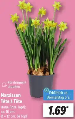 Lidl Narzissen Tête à Tête Angebot