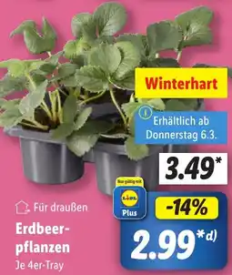 Lidl Erdbeerpflanzen Angebot