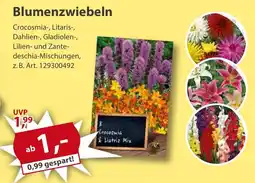 Sonderpreis Baumarkt Blumenzwiebeln Angebot