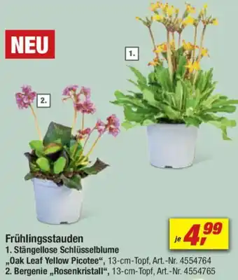 toom Baumarkt Frühlingsstauden Angebot