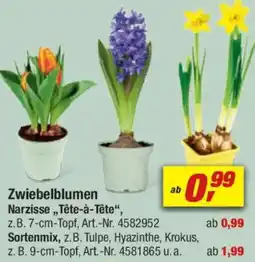 toom Baumarkt Zwiebelblumen Narzisse,, Tête-à-tête" Angebot