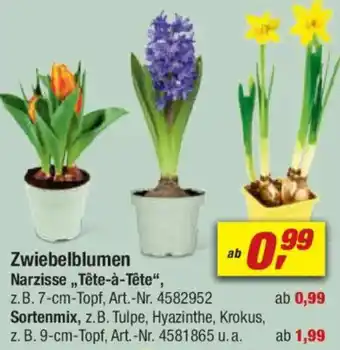 toom Baumarkt Zwiebelblumen Narzisse,, Tête-à-tête" Angebot