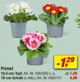 toom Baumarkt Primel Angebot