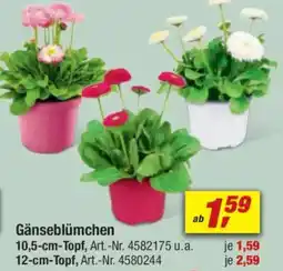 toom Baumarkt Gänseblümchen Angebot