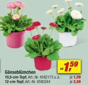 toom Baumarkt Gänseblümchen Angebot