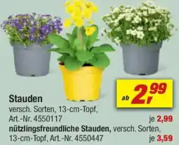 toom Baumarkt Stauden Angebot