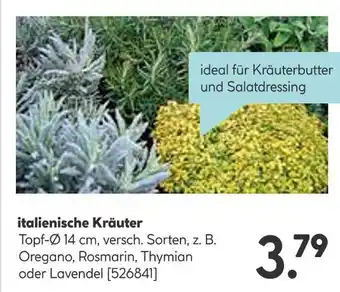 Hellweg Kräuter Angebot