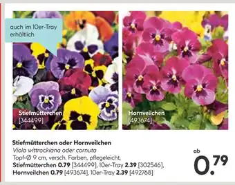 Hellweg Stiefmütterchen oder hornveilchen Angebot