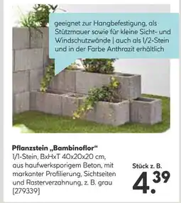 Hellweg Bambinoflor pflanzstein Angebot