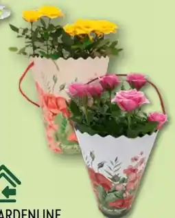 Aldi Nord Gardenline Rosen Angebot