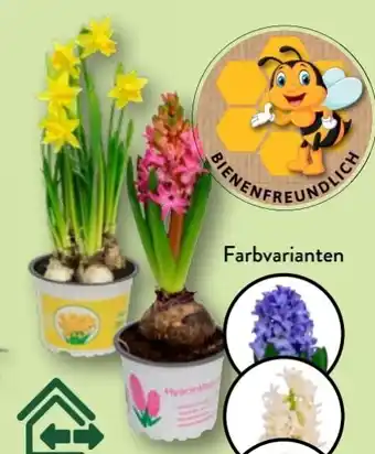 Aldi Nord Gardenline Hyazinthen Angebot