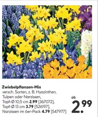 Hellweg Zwiebelpflanzen-mix Angebot