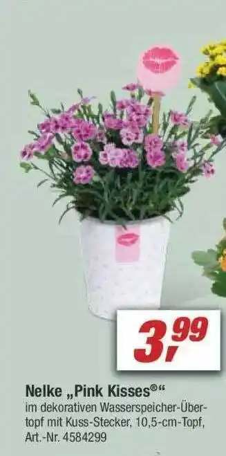 toom Baumarkt Nelke „Pink Kisses” Angebot