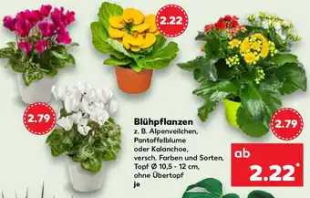 Kaufland Blühpflanzen Angebot