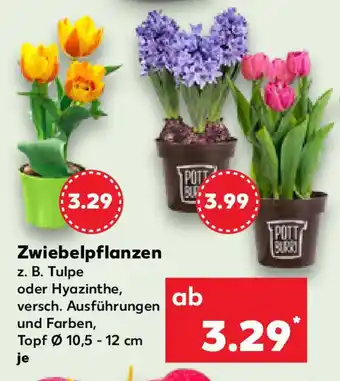 Kaufland Zwiebelpflanzen Angebot