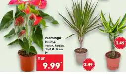 Kaufland Flamingo- blume Angebot