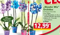 Norma ,,Wonder Mix" Orchidee Angebot