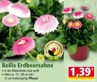 Norma Bellis Erdbeersahne Angebot