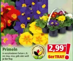 Norma Primeln Angebot