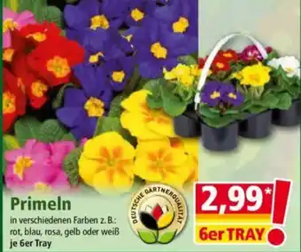 Norma Primeln Angebot