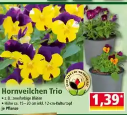 Norma Hornveilchen Trio Angebot