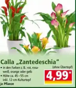 Norma Calla „Zantedeschia" Angebot