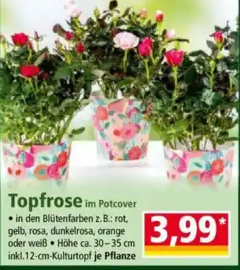 Norma Topfrose im Potcover Angebot