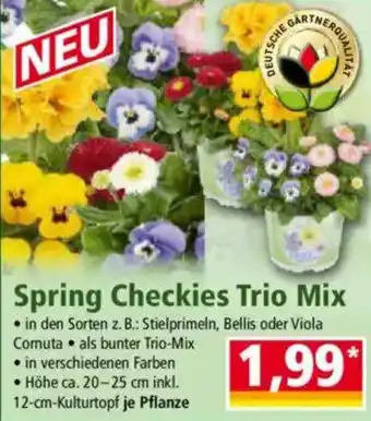 Norma Spring Checkies Trio Mix Angebot