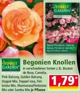 Norma FINEST GARDEN Begonien Knollen Angebot